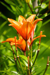 Close-up of vibrant orange lilies blooming in a garden on a sunny day.