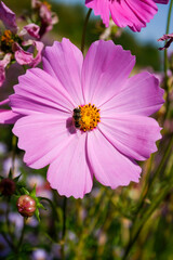 Obraz premium A bee collects nectar from a pink cosmos flower in a garden on a sunny day.