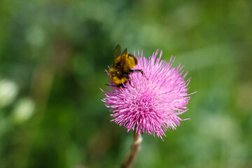 A bumblebee collects nectar from a pink thistle flower in a garden on a sunny day.