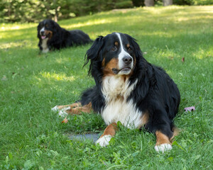 Two beautiful mountain dogs in a lawn