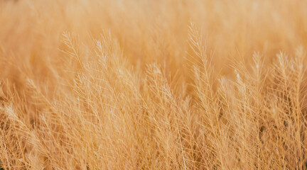 Fototapeta premium Golden Dried Grass Field in Soft Sunlight,A close-up, selective focus shot of dry golden grass stems in a field, glowing under warm natural sunlight with a beautiful soft bokeh background.