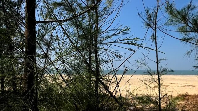 The beautiful beach at Punnapra, Alappuzha, Kerala, India with densely covered whistling pine trees