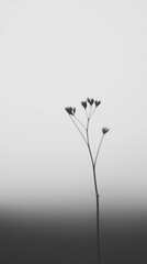 Striking Monochrome Plant Portrait, Minimalist Beauty captivating black white photograph showcases solitary plant, devoid foliage, presenting