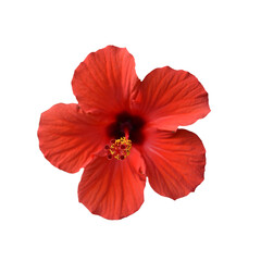 ハイビスカスの花　合成用素材