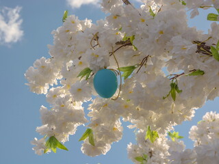 Blue Easter egg on  branch with white flowers