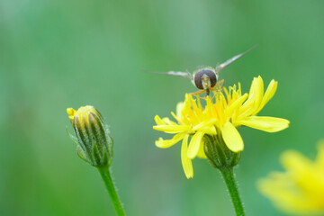 Hoverfly pollinating yellow wildflower © GBeckh