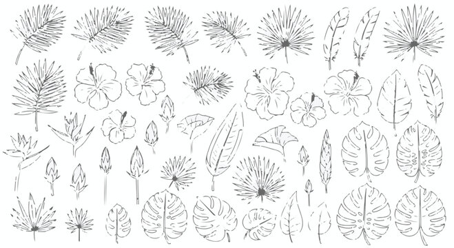 Hand drawn tropical leaves and flowers collection. Sketchy line art illustration set.