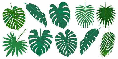 Variety of tropical monstera and palm leaves against a white background © Tusar