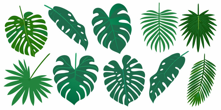 Variety of tropical monstera and palm leaves against a white background