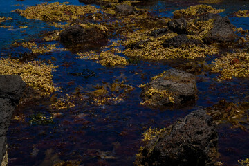 Algae and rocks at low tide on the coast of Australia, Victoria, December 2025