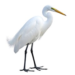 Elegant white bird with long neck and yellow beak, standing isolated on a white background
