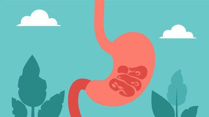 Human Stomach Anatomy Illustration.