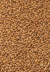 Fototapeta premium A full frame, close up abstract texture created by dry golden kernels of raw wheat, perfect for rustic food packaging or bakery backdrops ,template ,food ,rustic