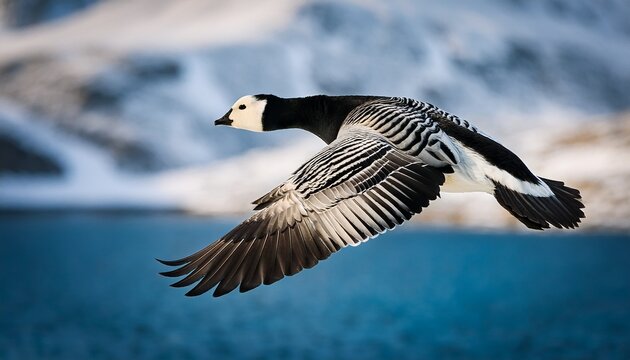 barnacle goose zingst