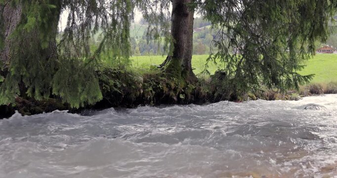 Italian Alps creek video swollen after summer rain under hanging spruce boughs, fast water rushes past tree roots and mossy bank with green meadow beyond