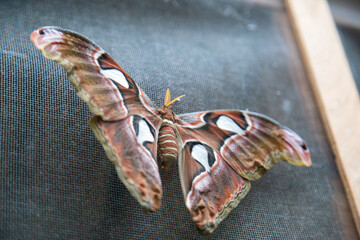 Obraz premium Atlasspinner (Attacus atlas)