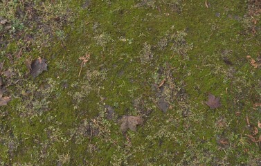 Close-up view of a moss-covered forest path floor with scattered leaves. Graphics source, texture.