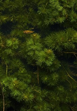 Detailed view of lush aquatic macrophytes thriving beneath the surface of a shallow, flowing freshwater stream environment ,bank ,close up ,nature