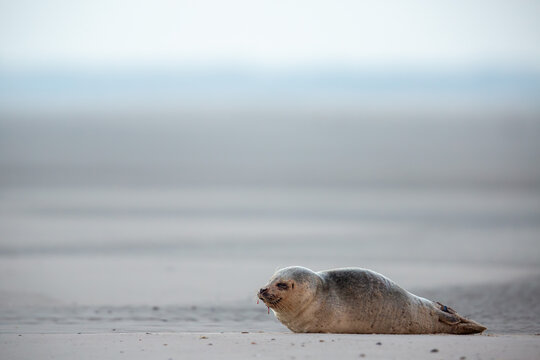 Seehund Robbe am Strand von Borkum im Wintersturm, Ostfriesische Inseln
