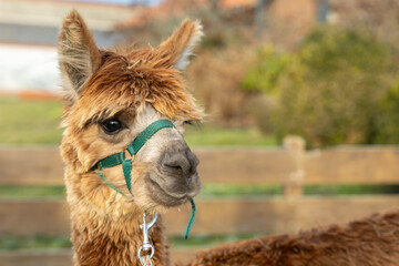 Fototapeta premium Alpaka mit Zaumzeug, im Winter auf Borkum