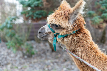 Fototapeta premium Alpaka mit Zaumzeug, im Winter auf Borkum