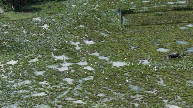 Bubalus Bubalis Water Buffalo At Pui O Hong Kong