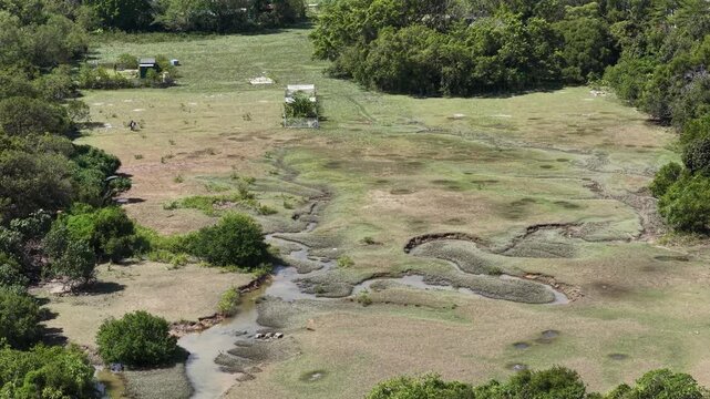 Bubalus Bubalis Water Buffalo At Pui O Hong Kong