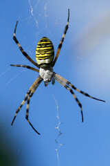 Wespenspinne (Argiope bruennichi) auch Zebraspinne, Tigerspinne, Mittelmeergebiet