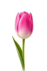 Naklejka premium A beautiful pink tulip with green leaves against a white background