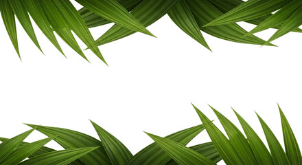 Fototapeta premium Green palm leaves isolated on transparent background border frame
