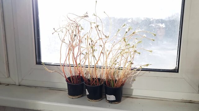 Three pots of etiolated seedlings with long, weak stems sit on a windowsill. The plants are backlit by bright, diffuse light from the window, highlighting their unhealthy state.