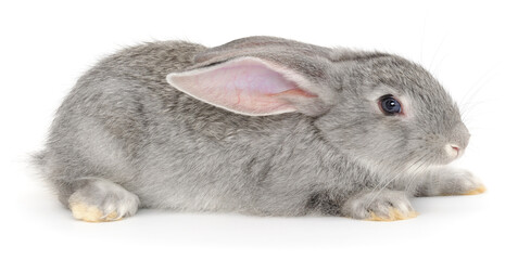 Small grey rabbit lying on white background looking to the right