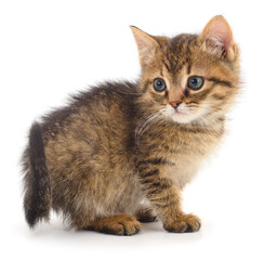 Small fluffy tabby kitten sitting on white background looking away