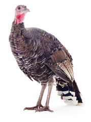 Large domestic turkey bird isolated on white background looking forward