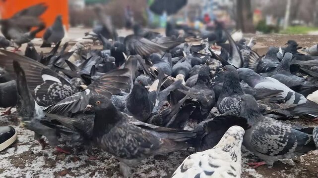 Large flock of pigeons frenetically pecks at seeds scattered on the ground. Low-angle perspective captures the chaotic fluttering of wings and competition for food.