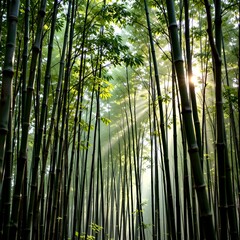 Serene Bamboo Forest Soft Evening Light