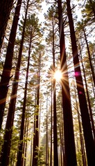 Warm Morning Light Through Tall Teak