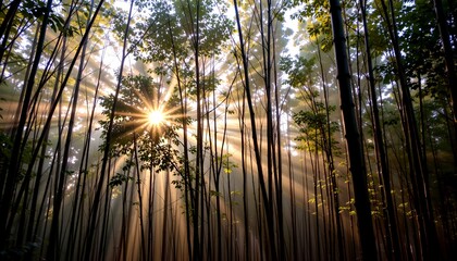 Serene Bamboo Forest Sunrise with Gentle Light Mist