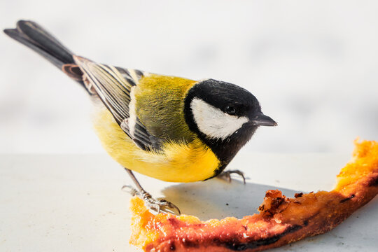 A Great Tit (Parus major, Pariade) bird with bright yellow and black plumage stands on a light surface, leaning toward a piece of bread crust as it pecks at the food in the sunlight.