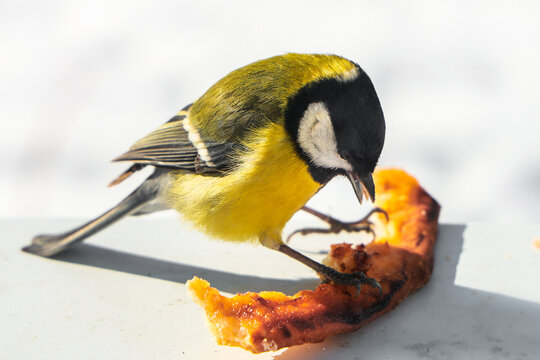 A small yellow and black songbird bends forward on a pale surface, gripping a piece of bread crust with its claws while pecking at it in bright natural light. A Great Tit (Parus major, Pariade).