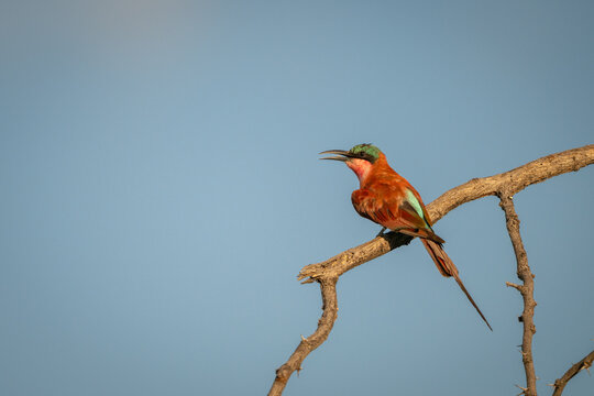 Carmine bee-eater with catchlight calls from branch