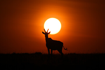 Topi stands silhouetted by sun on horizon © Nick Dale