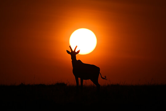 Topi stands silhouetted by sun on horizon