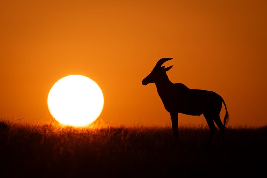 Topi stands silhouetted on horizon by sun