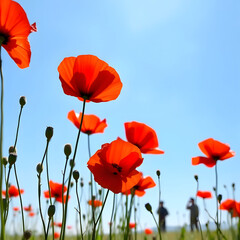 red poppy flowers
