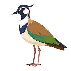 Obraz premium Illustration of a lapwing bird. Brown, green, white, and black plumage. Standing pose on slender legs. White background