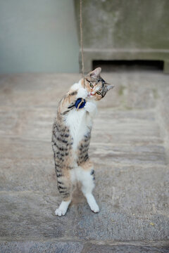 Tabby cat playing with toy outdoors standing on feet