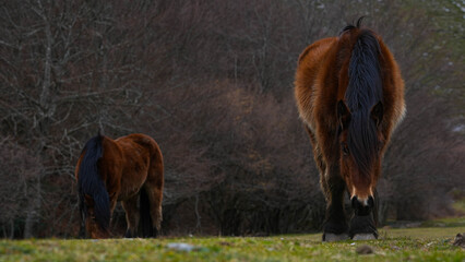 Caballos salvajes © Sergio