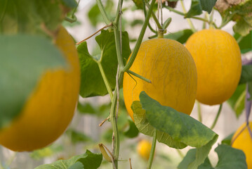 Closeup to Fresh golden melon in greenhouse of farm