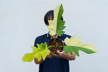 Closeup to fresh hybrid Philodendron florida beauty x mayoi x Distantilobum  